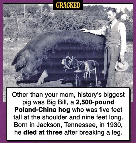 big bill poland china hog